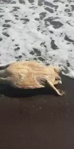 Datça sahilinde, kafası kopuk halde ölü bir caretta caretta yavrusu bulundu