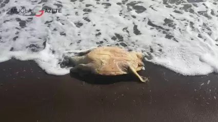 Datça sahilinde, kafası kopuk halde ölü bir caretta caretta yavrusu bulundu