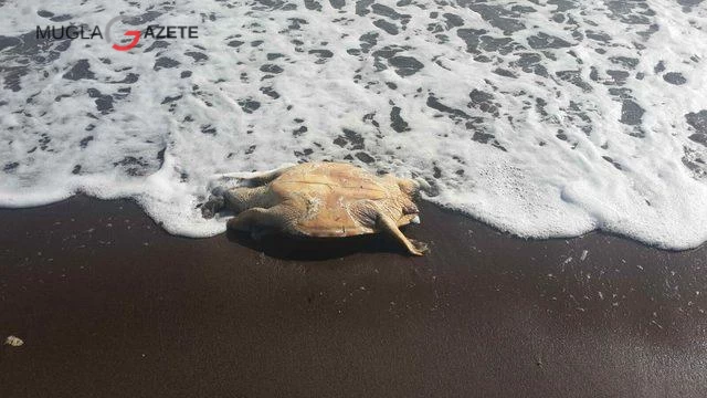 Datça sahilinde, kafası kopuk halde ölü bir caretta caretta yavrusu bulundu